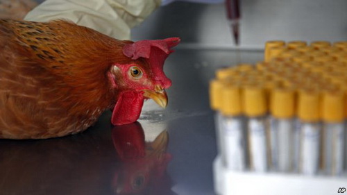 องค์กรอนามัยโลก เผยการศึกษาเรื่อง ไวรัส H7N9 ในจีน ว่ายังระบุที่มาไม่ได้